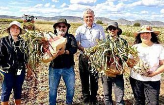 KBÜ, sarımsakta Fusarium hastalıklarına karşı bilimsel çözüm geliştirdi