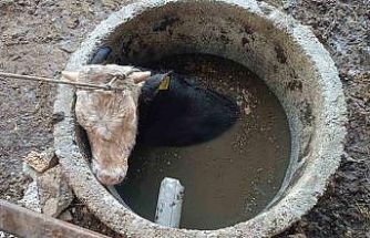 Kuyuya düşen ineği itfaiye kurtardı