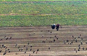 Muş Ovası’nda ’tatlı’ hasat devam ediyor