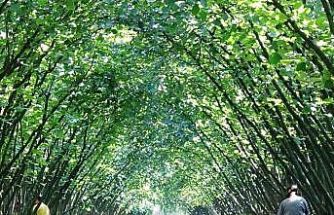 Samsun’da 63 yatırımcıya fındık hasat filesi hibesi