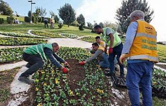 Şanlıurfa’da 400 bin çiçek toprakla buluşuyor