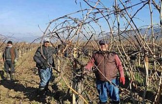 Sarıgöl’de bağ budama işçi ücretleri belli oldu