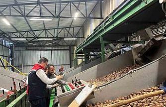 Tekirdağ’da ceviz ekim alanları genişliyor