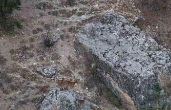 Tunceli’de vaşak görüntülendi