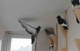 Türk fısıldayıcısı Bayburt Güvercini sesiyle büyülüyor