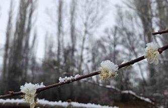 15 gün önce çiçek açan erik ağaçları kar altında kaldı