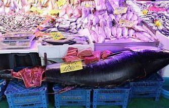 280 kiloluk orkinos vatandaşları hayrete düşürüyor