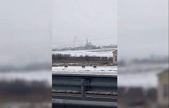 Aç kalan kurt sürüsü şehir merkezine indi