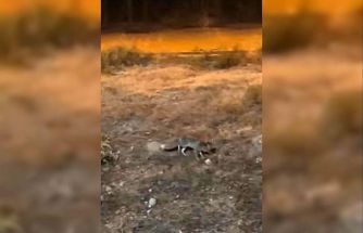 Aç kalan tilki şehir merkezine indi