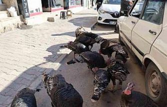 Adana’da ilginç görüntü: Hindiler çarşıda gezdirilerek satılıyor