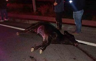 Ağıldan kaçan inek, araçların çarpması sonucu telef oldu