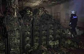 Alanya’da muz sarartma tesisinde yangın: Tonlarca muz zarar gördü