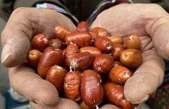 Alaşehir’de iğde ağaçlarının sayısı her geçen gün azalıyor