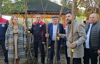 Aydın dağları sağlıklı kestane ağaçlarıyla donatılıyor