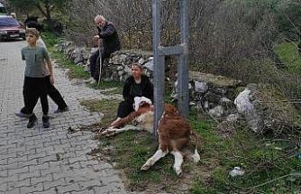 Aydınlatma direğine sıkışan buzağıyı itfaiye ekipleri kurtardı