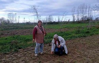 Babaeski’de sera ve sarımsak üretim alanlarında üretim şartları kontrol edildi