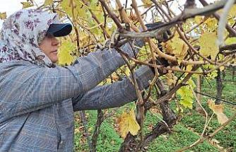 Bağda kalan üzümler ev ekonomisine can suyu oluyor