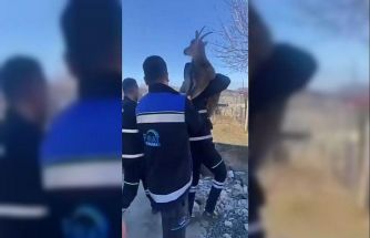 Bahçe çitine sıkışan yaban keçisini FEDAŞ ekipleri kurtardı