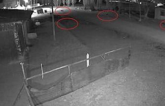 Bayburt’ta 5 kurdun köpeği tuzağa çektiği anlar kamerada