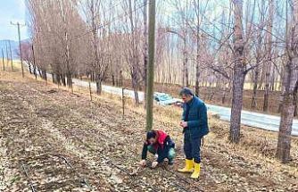 Bayburt’ta salep üretim alanları yerinde incelendi