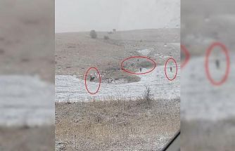 Bayburt’un köylerinde kurt sürüleri görüldü