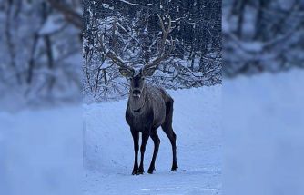 Beyaza bürünen doğada kızıl geyik sürprizi