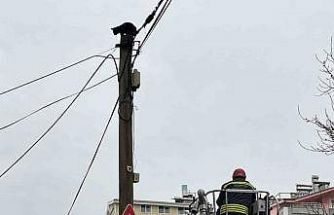 Beyşehir’de itfaiye merdiveni bu kez direğin tepesindeki kedi için uzatıldı