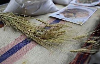 Bölgenin değeri: Ardahan Kavılcası