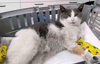 Bolu’da otomobilin çarptığı kedi, tedavi için İstanbul’a sevk edildi