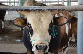 Bolu’da şap kısıtlamaları kaldırıldı