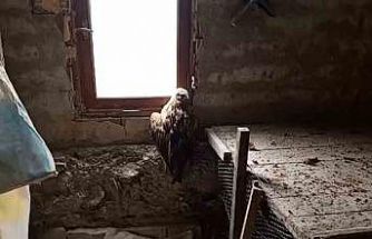 Bolu’da yaralı şahin koruma altına alındı