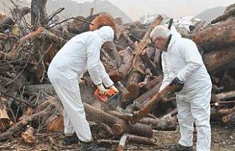 Budanan ağaç dalları ihtiyaç sahiplerini ısıtıyor