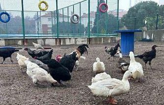 Buldan Gençlik Merkezinde mini hayvanat bahçesi kuruldu