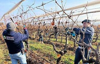 Buldan’ın tescilli üzümlerinin yetiştiği asmalar yeni sezona hazırlanıyor