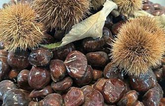 Bursa kestanesinin geleceği konuşuldu