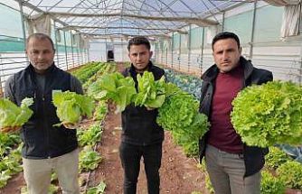 Büyükşehir Belediyesi seralarında kışlık sebze hasadı başladı