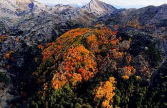 Çameli’nin titrek kavak ormanları bulutların arasında görsel şölen sunuyor