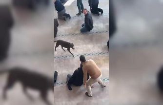 Camiye giren pitbull yakalandı, sahibine işlem yapıldı