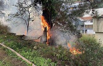 Çamlık alanda çıkan yangın büyümeden söndürüldü