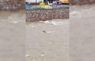 Çaya düşen karaca kurtarıldı