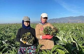 Coğrafi İşaretli Aydın Enginarı’nda yılın ilk hasadı yapıldı