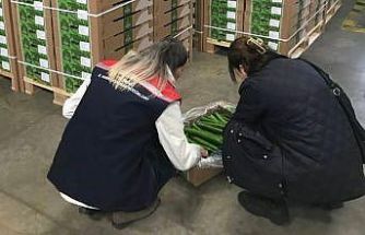 Çorlu’dan Hollanda’ya salatalık ihracatı