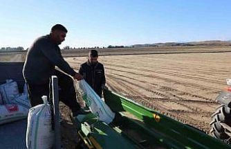 Çukurova’da buğday ekimi başladı