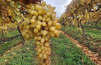 Dalında üzümler 5 aydır tazeliğini koruyor