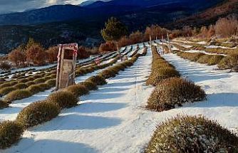 Derebucak’ta mor bahçeler beyaza büründü, barajlara su geldi