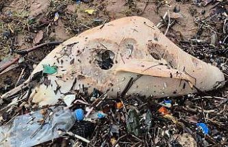 Dev dalgalar, ölü yunus balığının kalıntılarını sahile sürükledi