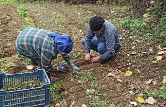 Devrek’te salep fidelerinin dikimine başlandı