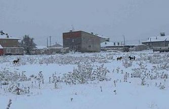 Diyadin’de başıboş köpekler tedirgin ediyor