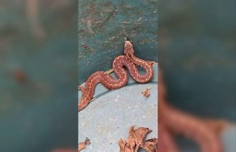 Doğu Karadeniz’de ayılardan sonra yılanlar da kış uykusuna yatmadı