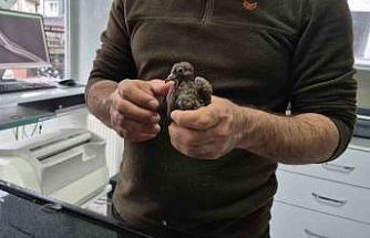 Duyarlı vatandaştan örnek davranış: Yolda bulduğu kumruya su verip veterinere teslim etti